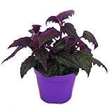 Exotenherz - Gynura Purple Passion - Samtblatt - Samtnessel - lilafarbene Pflanze - 9cm
