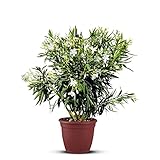 Tropictrees Nerium Oleander | Oleander Pflanzen winterhart | immergrüne winterharte Pflanze mit einer Höhe 100-120 cm | weiße Blüten | Hitze- und trockenheitsresistent