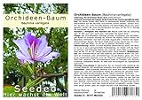 Seedeo® Orchideen - Baum (Bauhinia variegata) 10 Samen