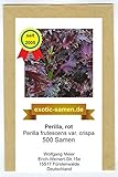 Perilla rot - Shiso - Asia Gewürz - Perilla frutescens var. crispa - 500 Samen