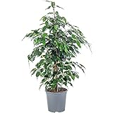 Birkenfeige - pflegeleichte Zimmerpflanze, Ficus benjamini - Höhe ca. 100 cm, Topf-Ø 21 cm