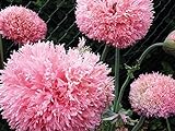deutsche Samen vom Gefüllten Rosa Mohn, einjährigen rosa Pflanze, besonders bei Hummeln und Bienen beliebte Blume, erinnert mit den dichten Blüten an eine Pfingstrose (600 Samen)
