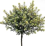 Hochstamm Löffel Ilex Glorie Dwarf 60-80cm - Ilex crenata - Gartenpflanze