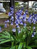 Hyacinthoides Hispanica - Blaue Waldhyazinthen winterhart 5 Blumenzwiebeln