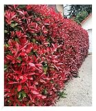 BALDUR Garten immergrün Photinia-Hecke 'Red Robin', 20 Pflanzen Glanzmispel winterhart, blühend, Photinia fraseri 'Red Robin', Photinia fraseri, schnellwachsend
