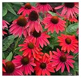 3 x Echinacea purpurea ‚Lakota Red' (Staude/Mehrjährig/Winterhart) Scheinsonnenhut Rot - Tolle leuchtende Blüten - Sehr Bienen und Insektenfreundlich - extrem Pflegeleicht - Sehr wertvolle Staude