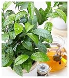 BALDUR Garten Winterharte Teepflanze 'Tea by me®', 1 Pflanze, Camellia sinensis Zimmerpflanze, Grünpflanze, winterhart bis ca. 10°C, Abdeckung empfohlen, blühend