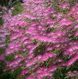 Seidenbaum Rosa Pflanzen Samen 10+ Bio Albizia Julibrissin Strauch Frische Premium Blumensamen zum Pflanzen Garten Hof im Freien