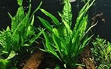 Tropica Aquarium Pflanze Microsorum pteropus Javafarn Wasserpflanzen Topf Nr.008 Aquariumpflanzen