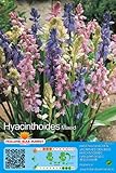 Hyacinthoides Hispanica - Waldhyazinthen Prachtmischung winterhart 5 Blumenzwiebeln