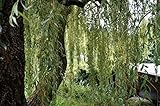 Silberweide 100-125cm - Salix alba