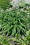 Morina longifolia P1 - Winterharte Stauden-Baldrian, Duftende Blüten, Bienenfreundlich, Sonnenliebend, Gartenpflanze