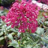 6 x Rotblühende Spornblume - Centranthus Ruber 'Coccineus' Topf 9x9cm: Rote Blüten, lange Blütezeit, bienenfreundlich.
