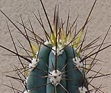 Stetsonia coryne @ Zahnstocher Cactus argentinischen kolumnare Kakteen seltenen Samens 50 SEEDS