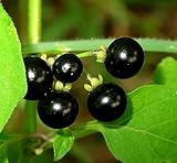Erbstück Bio-500 Seeds Wonder Schwarze Nacht Huckleberry Sunberry Solanum nigrum Herb A1400