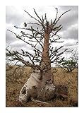 Pachypodium lealii - Flaschenbaum - 3 Samen