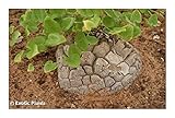 Dioscorea elephantipes - Schildkrötenpflanze – 5 Samen