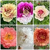 10 Pcs Pfingstrosen Zwiebeln - Paeonia Suffruticosa - Winterharte Pflanzen Für Garten, Balkonblumen Pfingstrosen Knollen, Pfingstrose Zwiebel, Bodendecker Winterhart Mehrjährig, Blumenwiese