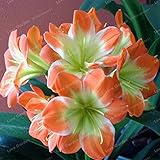 Bloom Green Co. Hot Verkauf Klivie Pflanze Herrliche Bonsai Seltene Bush Lilie Blume Bonsai DIY Hausgarten mit hohem Zierwert 100 Stück: 1