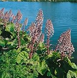 Pestwurz Petasites hybridus P1 - Winterharte Staude, Schattenliebend, Ideal für Ufer & Teichränder