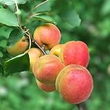 Aprikosenbaum Kioto ® saftig süße Aprikose besonders frosthart Buschbaum 110-140 cm im 10 Liter Topf