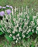 Hyssopus officinalis 'Alba' - Weißer Ysop, Mehrjährige Heilpflanze, Bienenfreundlich, Aromatisch, P 0,5 Topf