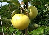 Apfelbaum groß alte Sorte Obst Baum Weißer Klarapfel Baum Busch - in Premium Baumschul Qualität, 120-150 cm, Wuchshöhe bis 400 cm, perfekt für Apfelmus geeignet