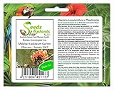 Stk - 5x Butea monosperma Malabar Lackbaum Garten Pflanzen - Samen ID67 - Seeds & Plants Shop by Ipsa