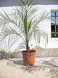 Zwerg-Dattelpalme, Phoenix roebelenii, ein Pflanze/Palme ca. 65-75 cm hoch