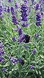 Lavendel (Lavandula angustifolia) in verschiedenen Varianten (12 Stück in Set)