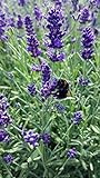 Lavendel (Lavandula angustifolia) in verschiedenen Varianten (12 Stück in Set)