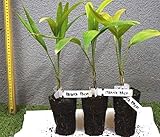 Adonidia Merrillii-Natale Veitchia Merrillii 25 grams (9 es) Impianto-Live Starter: Only seeds