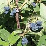Lonicera - Sibirische Blaubeere 'Blue Velvet' Honigbeere Kamtschatka-Heckenkirsche 1 Pflanze im Topfballen von Garten Schlüter - Pflanzen in Top Qualität