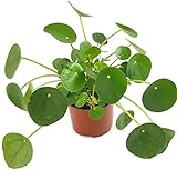 Pilea peperomioides - der Glückstaler für das Büro oder die Wohnung - der Chinesische Geldbaum für das helle Fensterbrett macht auch als UFOpflanze einen sehr dekorativen Eindruck