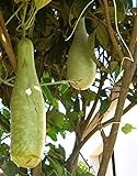 Seedeo® Afrikanische Riesenkalebasse (Lagenaria siceraria) 20 Samen