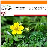SAFLAX - Garden in the Bag - Heilpflanzen - Gänsefingerkraut - 20 Samen - Mit Anzuchtsubstrat im praktischen, selbst aufstellenden Beutel - Potentilla anserina