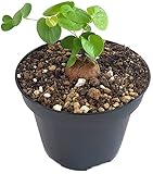 Fangblatt - Testudinaria elephantipes - Schildkrötenpflanze im Ø 9 cm Topf - Sukkulente aus Südafrika - Einzigartige Zimmerpflanze