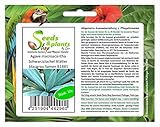 Stk - 10x Agave macroacantha Schwarzstachel Blätter blaugrau Samen B1885 - Seeds & Plants Shop by Ipsa