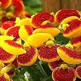 Haloppe 50 Stück Pantoffelblumen Pflanzensamen zum Pflanzen im Hausgarten, jährliche Erbstücke Calceolaria Herbeohybrida Samen zum Pflanzen Saatgut