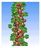 BALDUR Garten Rote Säulen-Stachelbeeren, 1 Pflanze, Ribes uva-crispa Säulenobst, winterhart, platzsparende Säule für kleine Gärten, Balkone & Terrassen