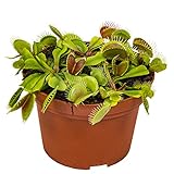 Dionaea Muscipula – Fleischfressende Pflanzen - Venus Fliegen Pflanze – Pflegeleicht – ⌀12 cm – 10-15 cm
