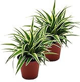 Grünlilie, (Chlorophytum comosum), luftreinigende Zimmer und Büropflanze, (2 Pflanzen je im 12cm Topf, Sorte: Ocean)
