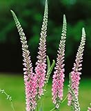 Veronica longifolia 'Pink Damask' - Ehrenpreis Staude, Blüte Rosa, Winterhart, Bienennährpflanze, P 0,5 Topf