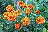 1500 Samen Studentenblumen Tagetes patula French marigold Blumenwiese Bienen Wiesen Blume