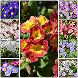 300 pcs primeln winterhart samen - ausgefallene geschenke gartenblumen mehrjährig winterhart primel,Primula malacoides, winterfeste pflanzen für balkon kleine geschenke topfpflanzen