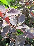 Berberis vulgaris - Gewöhnliche Berberitze - Sauerdorn - Essigbeere