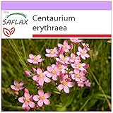 SAFLAX - Heilpflanzen - Tausendgüldenkraut - 250 Samen - Centaurium erythraea