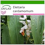 SAFLAX - Kräuter - Kardamom - 20 Samen - Mit keimfreiem Anzuchtsubstrat - Elettaria cardamomum