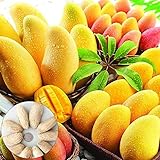 Obst Samen10Pcs/Bag Mangos Baumsamen nahrhafte produktive leckere Früchte essbare Frucht Pflanze Sämlinge für Garten - Mango Samen
