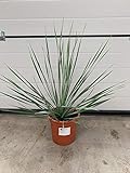 Yucca rostrata 45-50 cm / 5 Liter Winterhart Pflanze im Topf bis -20°C